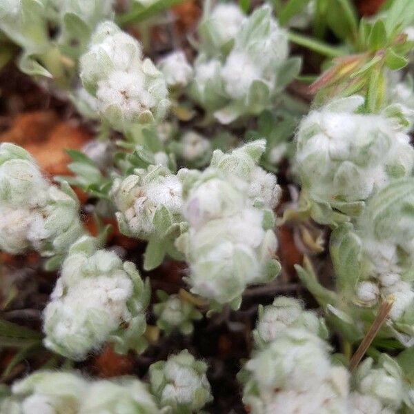 Bombycilaena discolor Flower