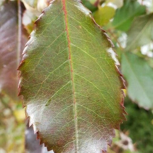 Rosa chinensis List