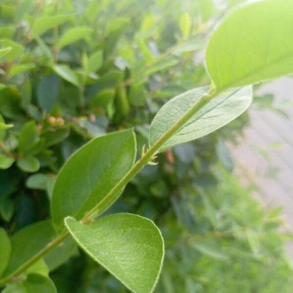 Cotoneaster acutifolius Folha