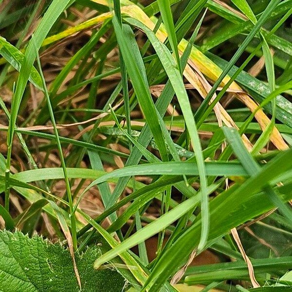 Luzula multiflora Blad