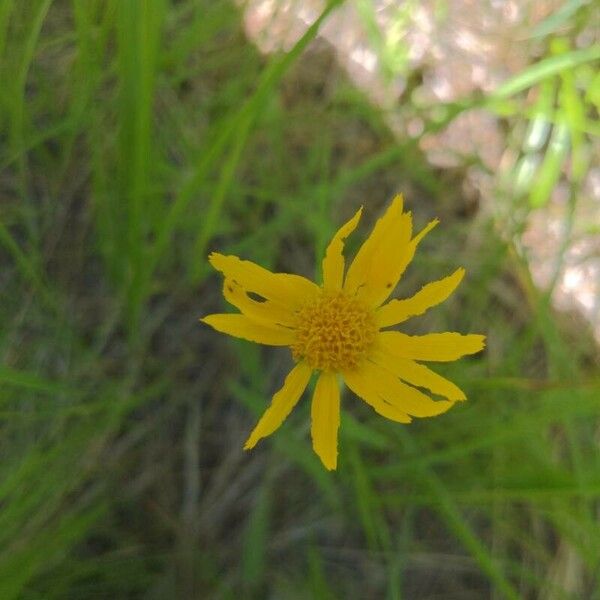 Arnica fulgens Çiçek