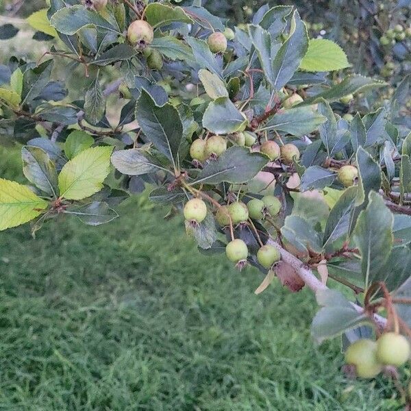 Crataegus crus-galli Frucht