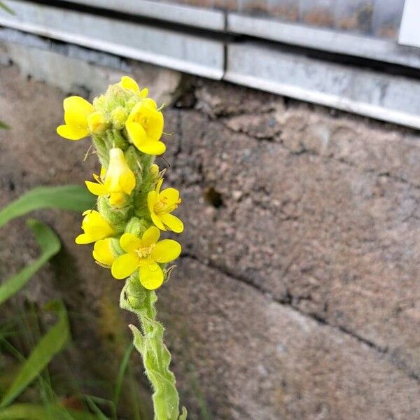 Verbascum densiflorum Цвят