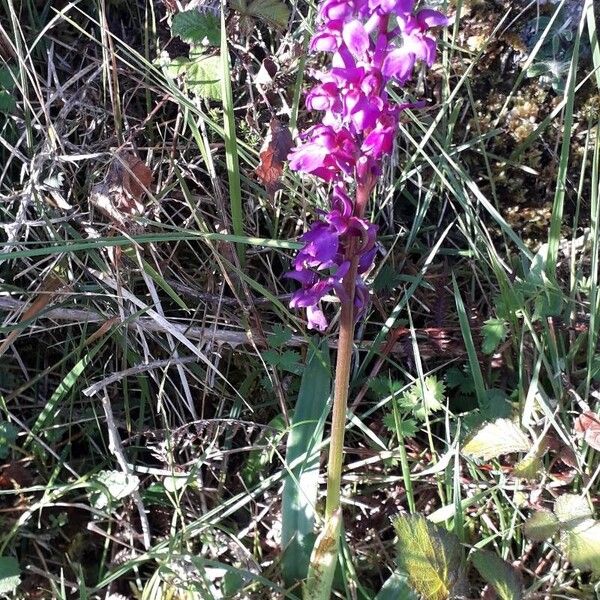 Orchis mascula ᱵᱟᱦᱟ