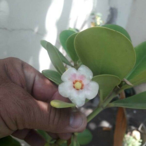 Clusia grandiflora Blad