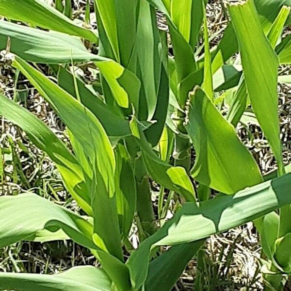 Arundo donax 葉