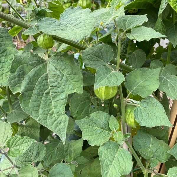 Physalis peruviana Folio