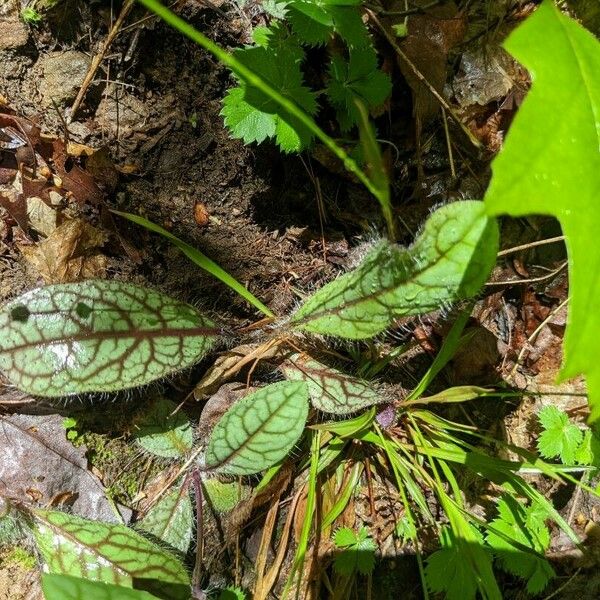 Hieracium venosum Leaf