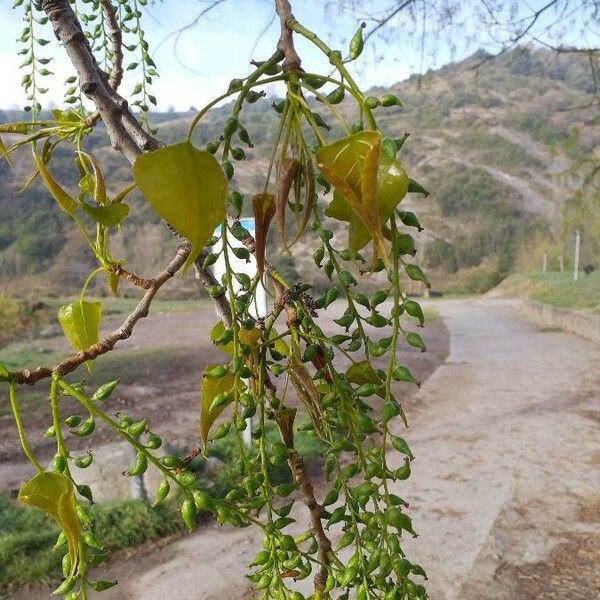 Populus nigra Frukto