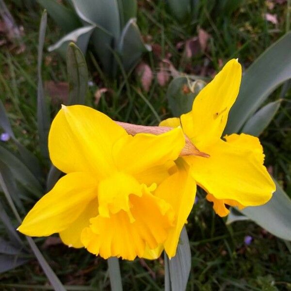 Narcissus pseudonarcissus Flower