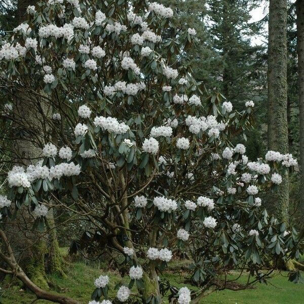 Rhododendron fulvum موطن