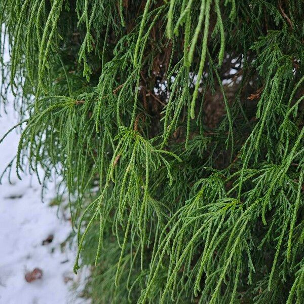 Chamaecyparis pisifera Feuille