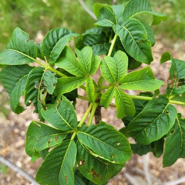 Aesculus californica List