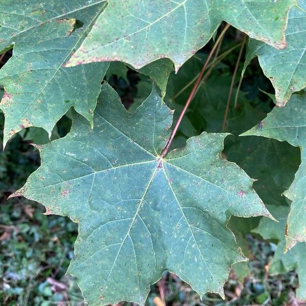 Acer platanoides Leaf