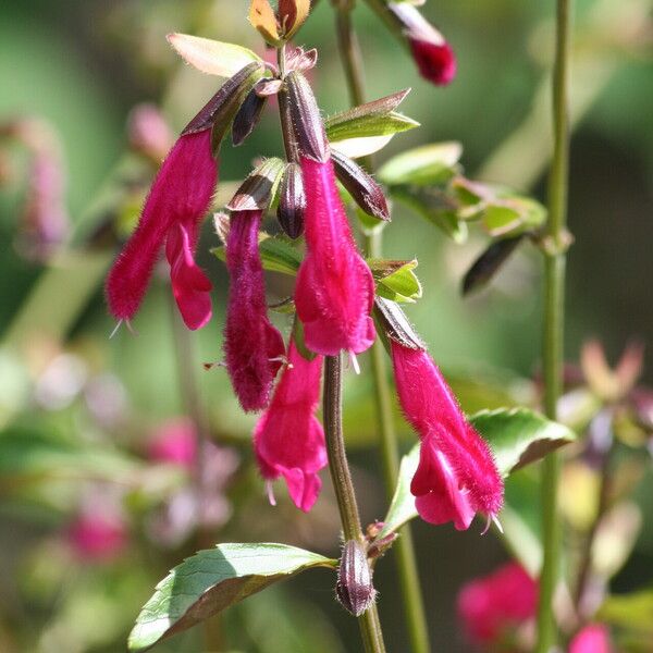 Salvia buchananii Blüte