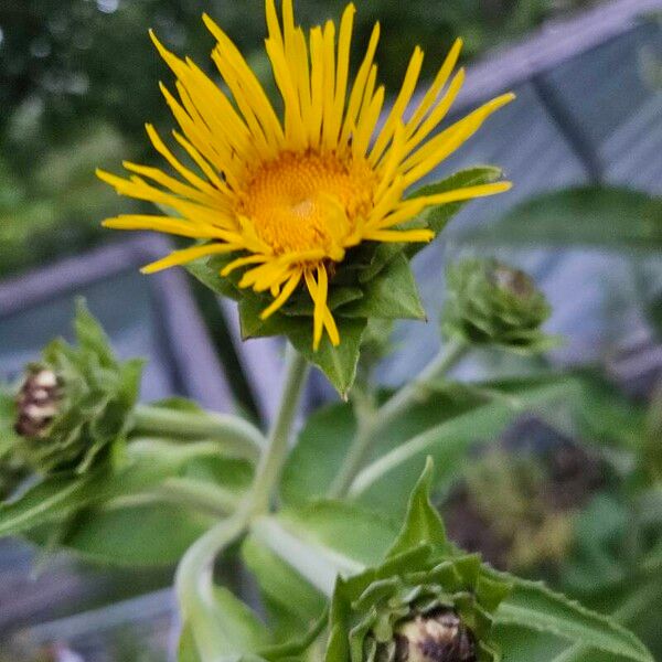 Inula helenium Flower