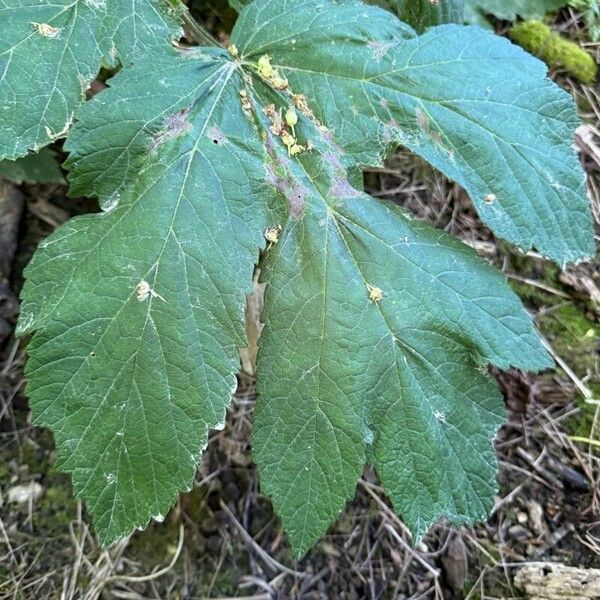 Heracleum maximum Folla