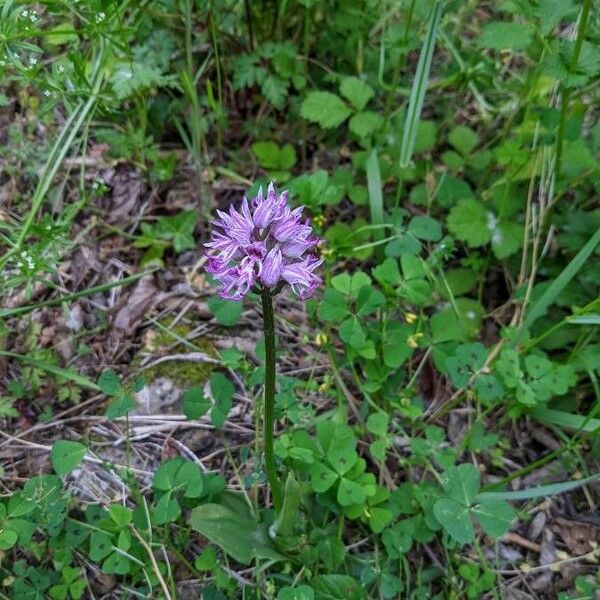 Orchis simia 整株植物