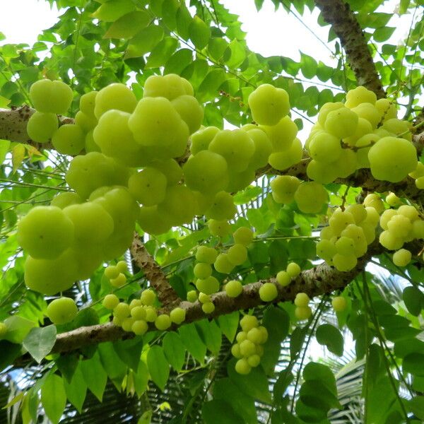 Phyllanthus acidus Fruit