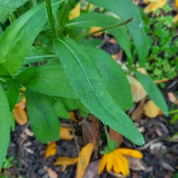 Rudbeckia hirta ഇല