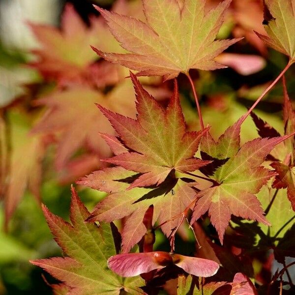 Acer japonicum Blatt