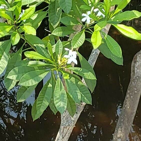 Cerbera manghas Blomma