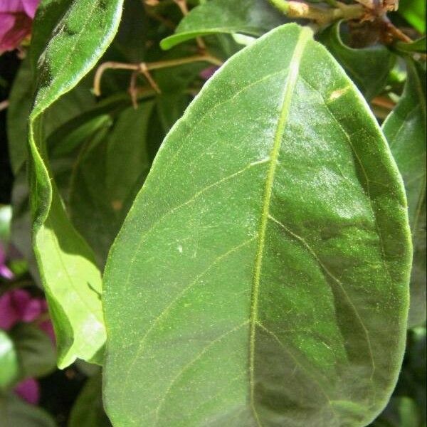 Bougainvillea glabra 叶
