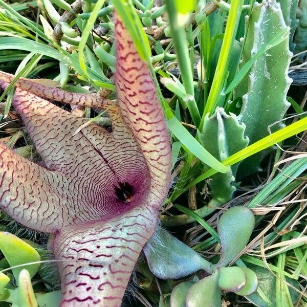 Stapelia grandiflora Flower