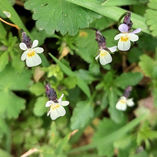 Viola arvensis Kwiat