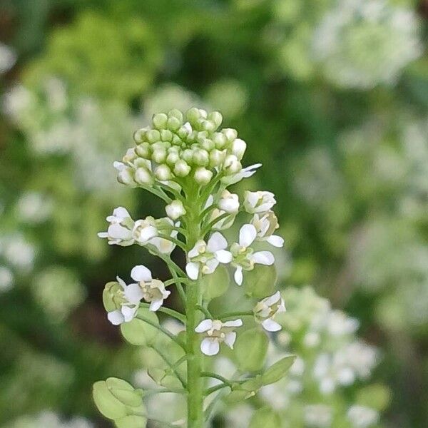 Lepidium virginicum Цвят