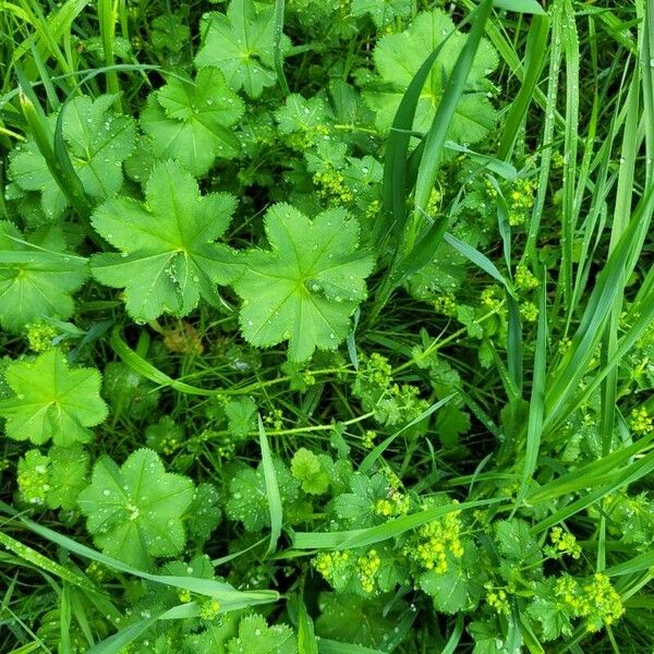 Alchemilla monticola Pokrój