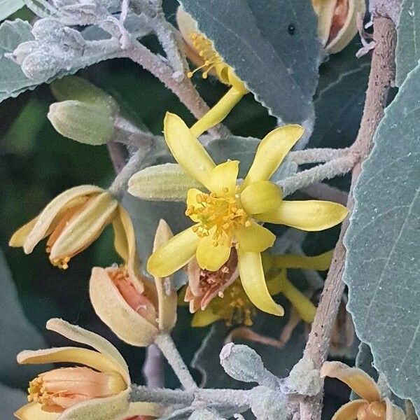 Grewia bicolor Flor