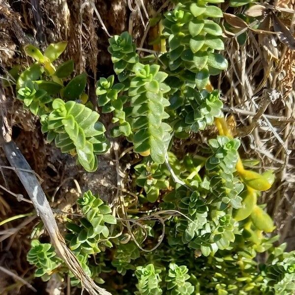 Honckenya peploides Natur