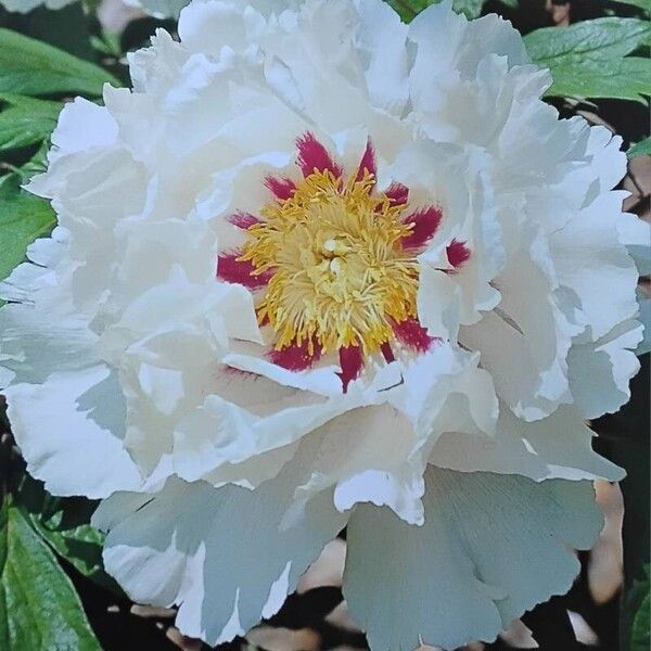 Paeonia × suffruticosa Floare