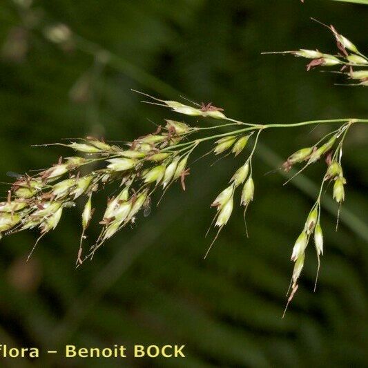 Pseudarrhenatherum longifolium Altul/Alta