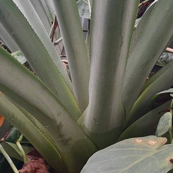 Aechmea aquilega Blatt