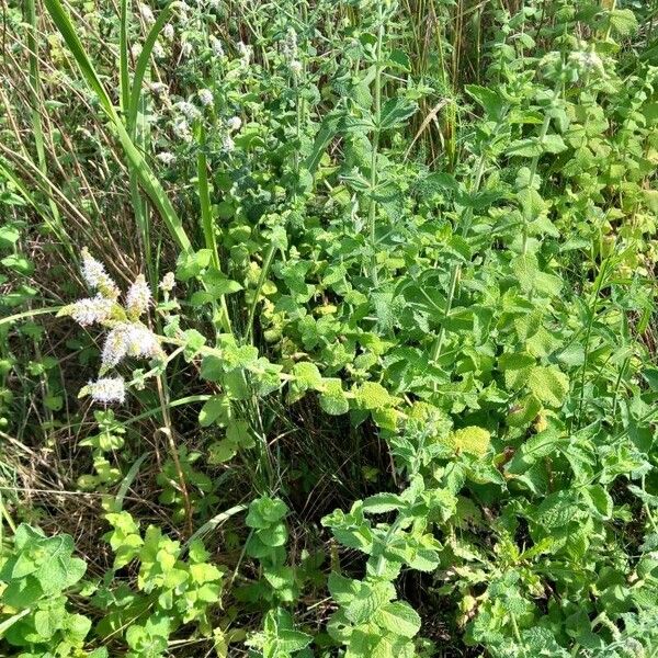 Mentha suaveolens Flor