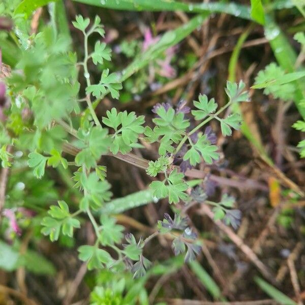 Fumaria officinalis Blad