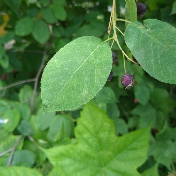 Amelanchier canadensis Fruit