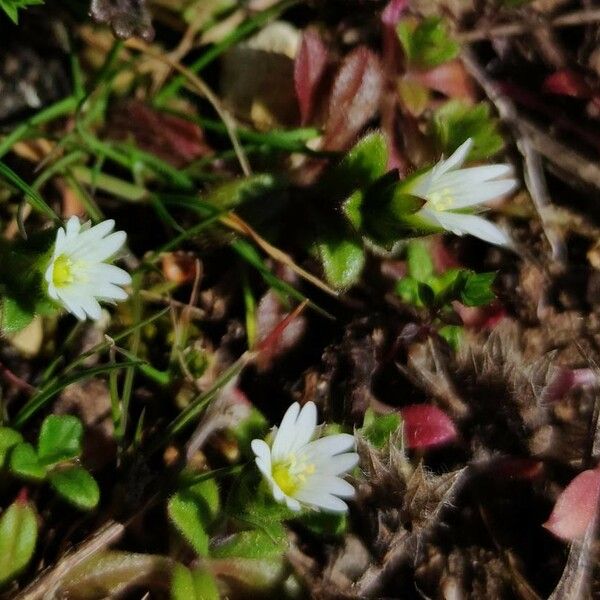 Cerastium pumilum 花