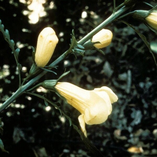 Aureolaria virginica Flower