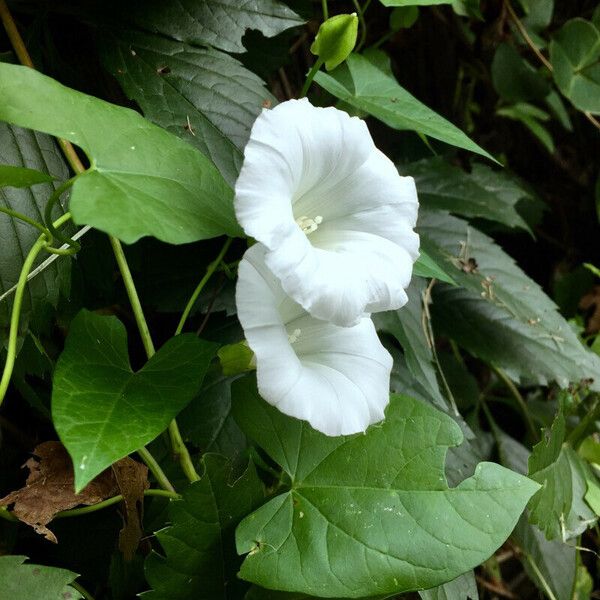 Convolvulus silvaticus Floare