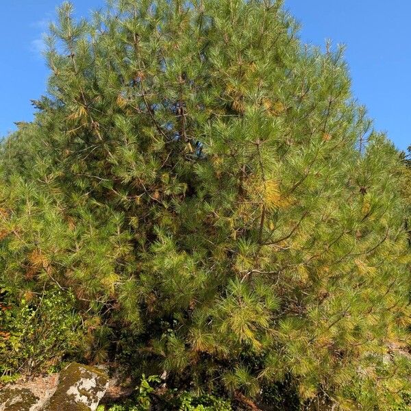 Pinus attenuata Habit