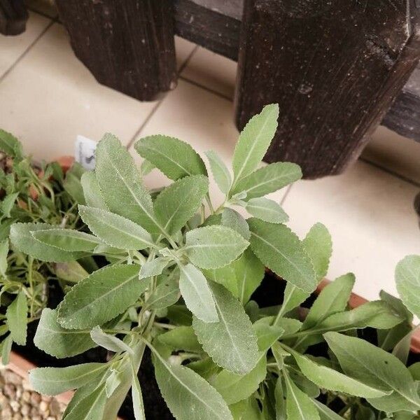 Salvia apiana পাতা