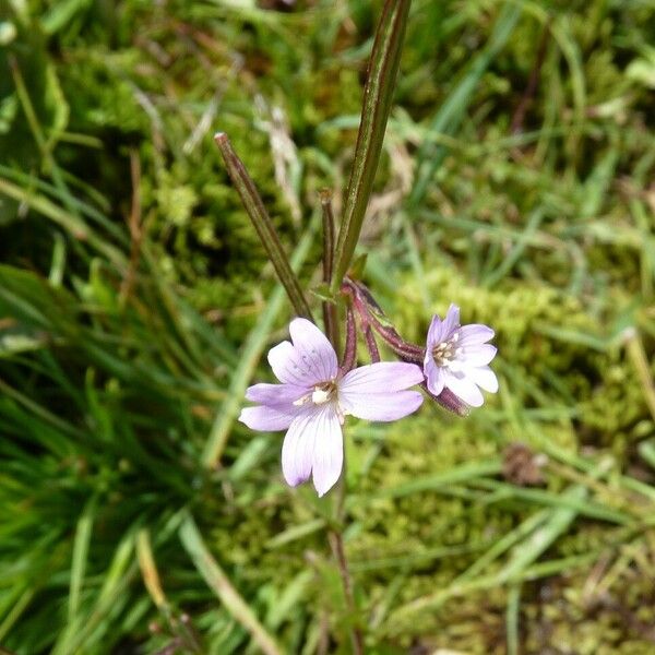 Epilobium palustre Kwiat