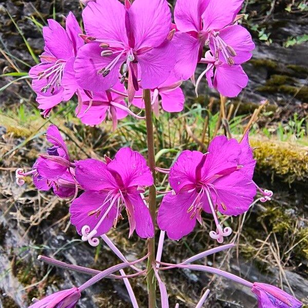 Epilobium angustifolium Bloem