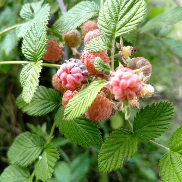 Rubus niveus Плод