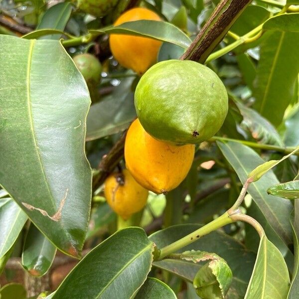 Garcinia cochinchinensis फल