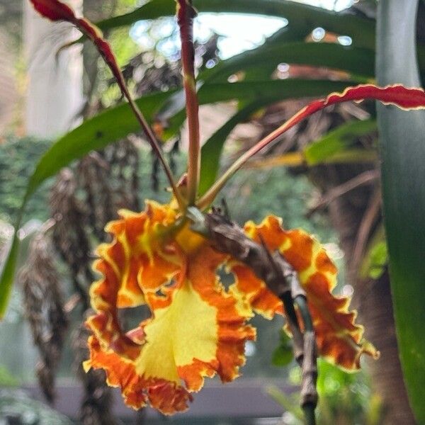 Psychopsis papilio Кветка