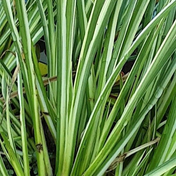 Acorus calamus Leaf